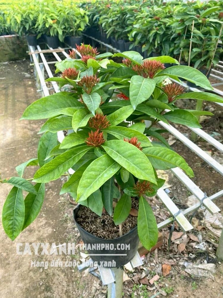 Hoa mẫu đơn ta với sắc đỏ cam nổi bật giữa tán lá xanh mướt