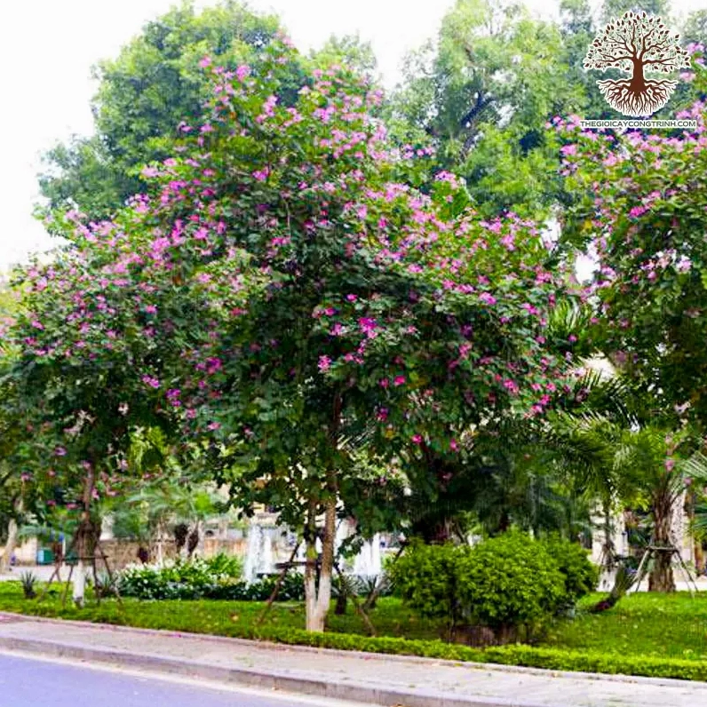 Hoa móng bò tím nở thành từng cụm trên cây công trình tạo điểm nhấn lãng mạn cho không gian mở