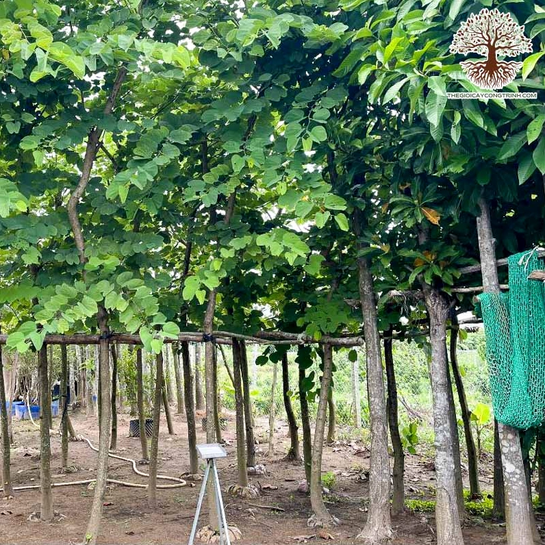 Hoa móng bò tím nở trên cây công trình với sắc hoa nổi bật trên nền lá xanh đậm