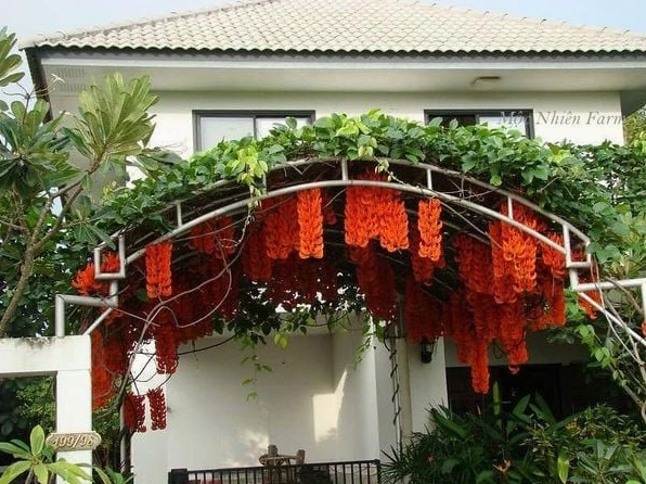 Hoa móng cọp đỏ cam bừng sáng với gam màu rực rỡ và hình dáng cánh cong nổi bật