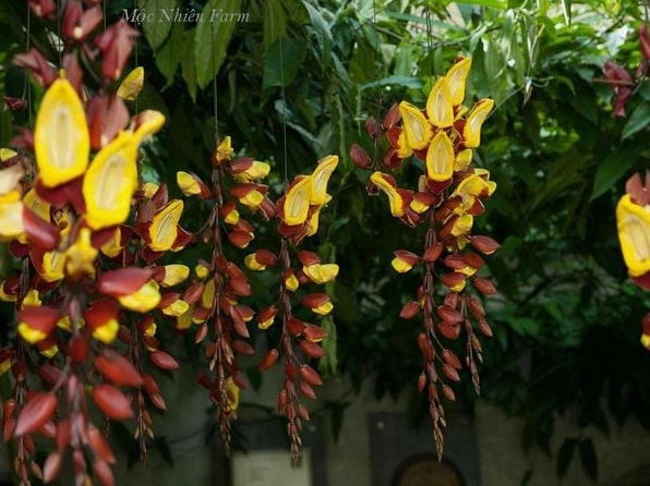 Hoa móng cọp ngoài thực tế hiện lên sống động với chùm hoa dày và độ rủ mềm mại