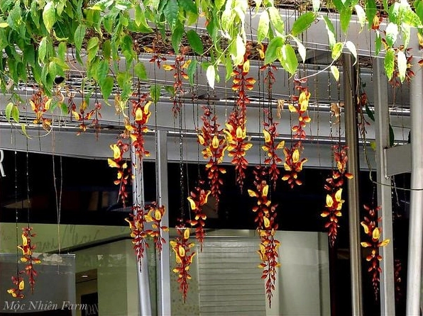Hoa móng cọp vàng khoe vẻ đẹp mềm mại qua từng dải hoa rủ xuống liên tiếp