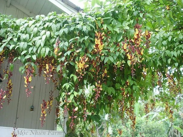 Hoa móng cọp vàng với nhịp cong tự nhiên của từng cánh hoa hiện lên đầy cuốn hút