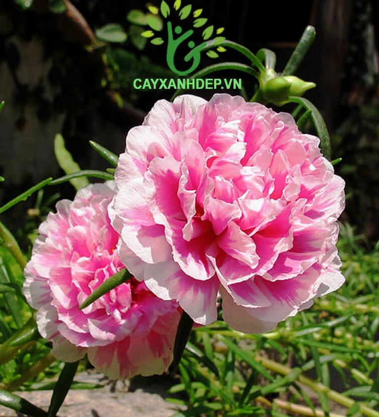Hoa Mười Giờ Mỹ nở rực rỡ nhiều cánh nhỏ dưới nắng, thích hợp phối cùng cây lá màu thấp