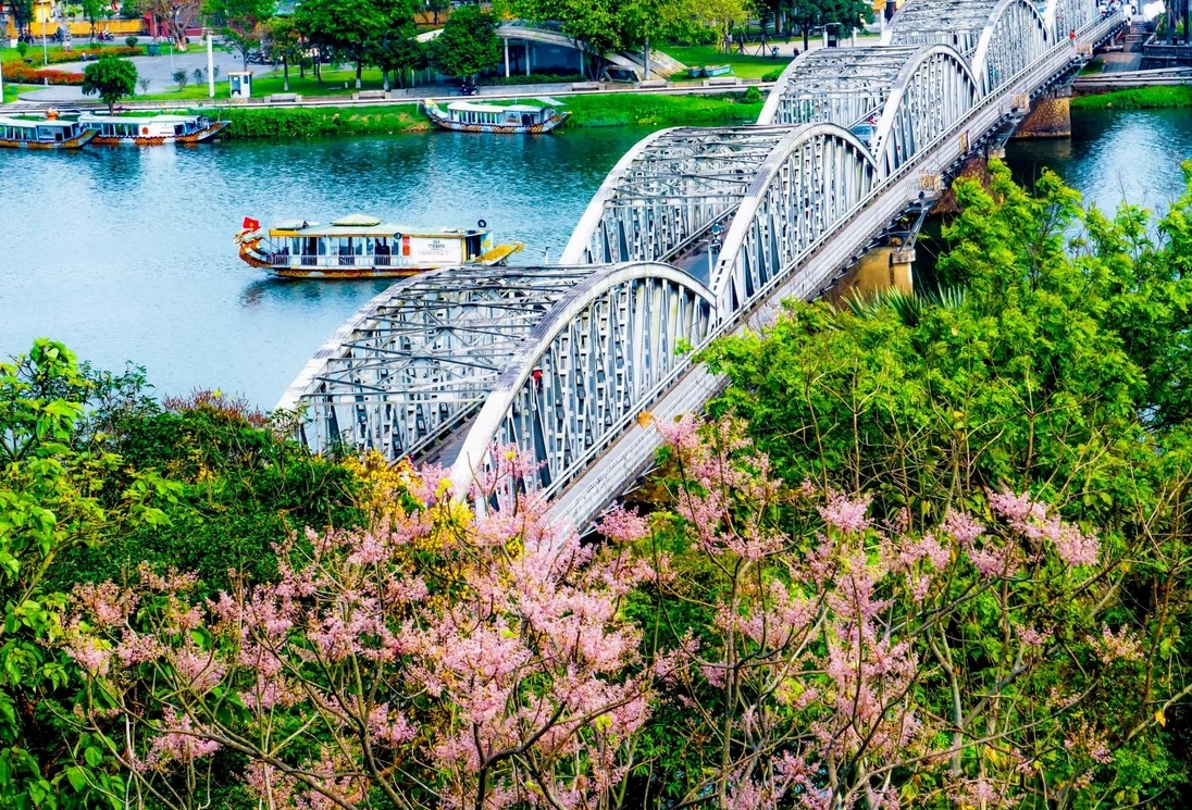 Hoa ngô đồng cạnh cầu Trường Tiền nổi bật giữa biểu tượng du lịch của xứ Huế