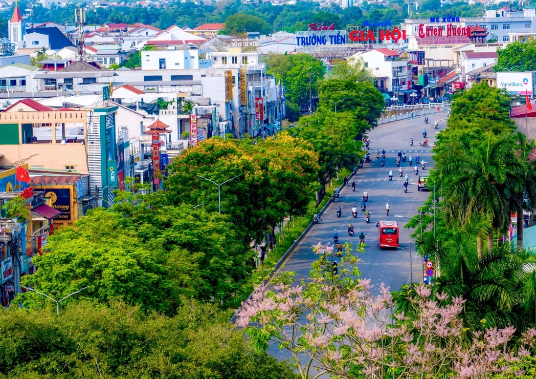 Hoa ngô đồng như những mảng mây phớt hồng lãng đãng trên bầu trời xứ Huế