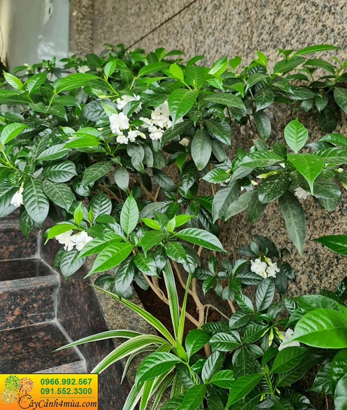 Hoa ngọc bút cánh kép trắng xoáy mềm mại nở nổi bật giữa nền lá xanh đậm