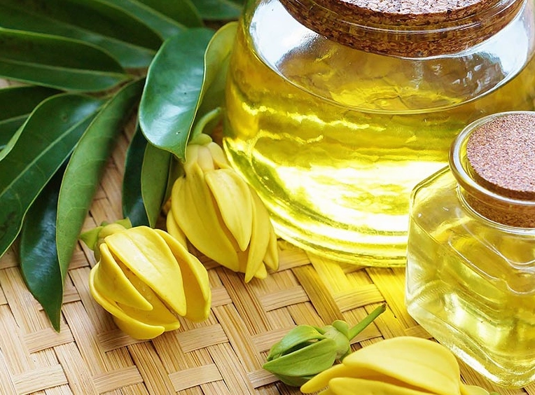 Hoa ngọc lan tây đang nở với cánh hoa cong dài nổi bật trong ánh sáng tự nhiên