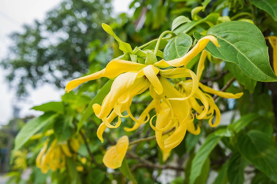 Hoa ngọc lan tây mang ý nghĩa dịu dàng, quyến rũ và đầy chất thơ trong khu vườn xanh