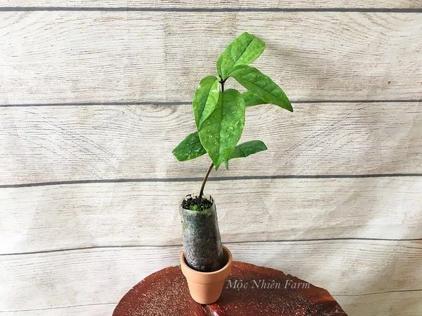 Hoa ngọc nữ trắng bung nở thành cụm, hòa cùng sắc lá xanh tươi của cây leo