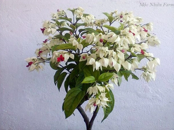 Hoa ngọc nữ trắng nở đồng loạt trên cây khỏe mạnh, tạo mảng màu sáng nổi bật