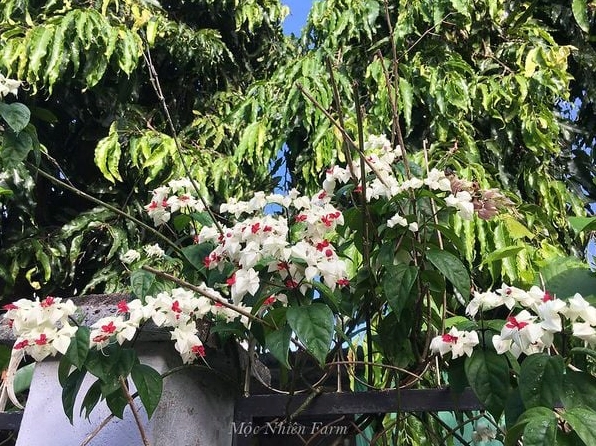 Hoa ngọc nữ trắng nở thành chùm dày, tạo hiệu ứng thị giác mềm mại và cuốn hút