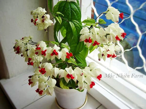 Hoa ngọc nữ trồng trong chậu nhỏ vẫn nở rực rỡ, thích hợp cho ban công và hiên nhà
