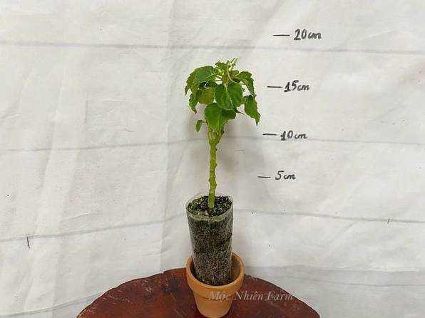 Hoa Ngọc Thảo đỏ cánh kép nở dày với lớp cánh mềm mịn nổi bật trong khung hình cận cảnh