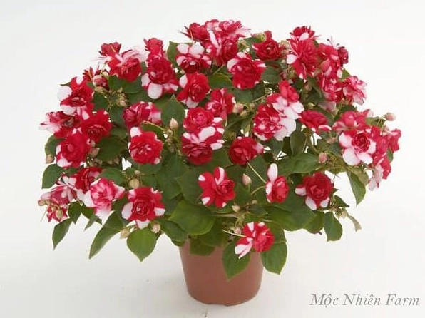 Hoa Ngọc Thảo đỏ kép nở đồng loạt trong chậu, tạo mảng màu nổi bật trên nền lá xanh bóng
