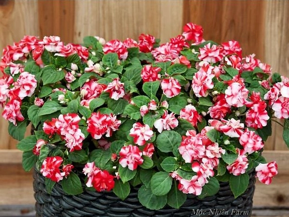 Hoa Ngọc Thảo đỏ kép với cánh xếp dày, nổi bật dưới ánh sáng dịu làm tăng chiều sâu màu sắc