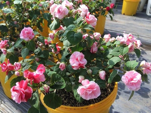 Hoa Ngọc Thảo màu đỏ cánh kép nổi bật tại vườn với cụm hoa rực rỡ trên nền lá xanh