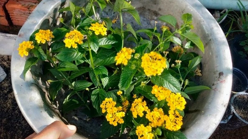 Hoa ngũ sắc vàng nở thành cụm sáng rực nổi bật giữa lá xanh tạo cảm giác ấm áp và vui mắt