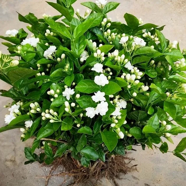 Hoa nhài dùng để trang trí nhà cửa với vẻ đẹp trắng xanh trang nhã