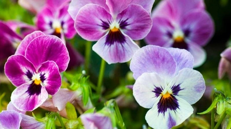 Hoa Pansy đẹp mắt với cánh hoa tựa bướm và màu sắc mềm mại trong ánh sáng tự nhiên