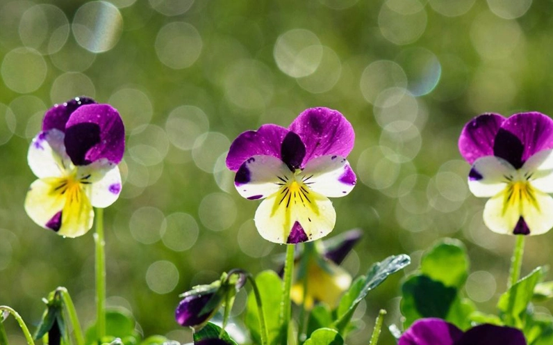 Hoa Pansy được dùng làm đẹp trong nhà và không gian thành phố với sắc hoa tươi sáng