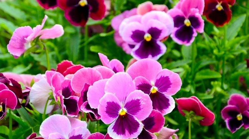 Hoa Pansy màu hồng nở nhẹ nhàng với cánh hoa mềm và gam màu ngọt ngào