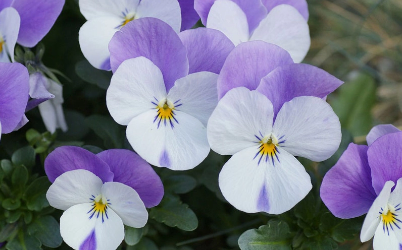 Hoa Pansy nhiều màu mang dáng hình cánh bướm mềm mại nổi bật giữa nền lá xanh