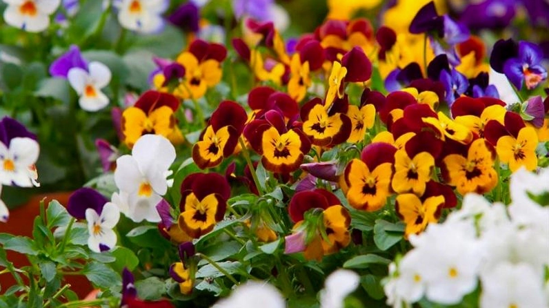 Hoa Pansy nhiều màu sặc sỡ nở đều trong cụm hoa dày tạo nền ảnh nổi bật