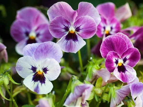 Hoa Pansy nở theo mùa từ tháng 4 đến hết tháng 7 trong khung cảnh mát dịu