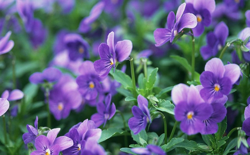Hoa pansy tím nở lãng mạn với cánh hoa mềm, màu tím sâu và nền lá xanh mướt