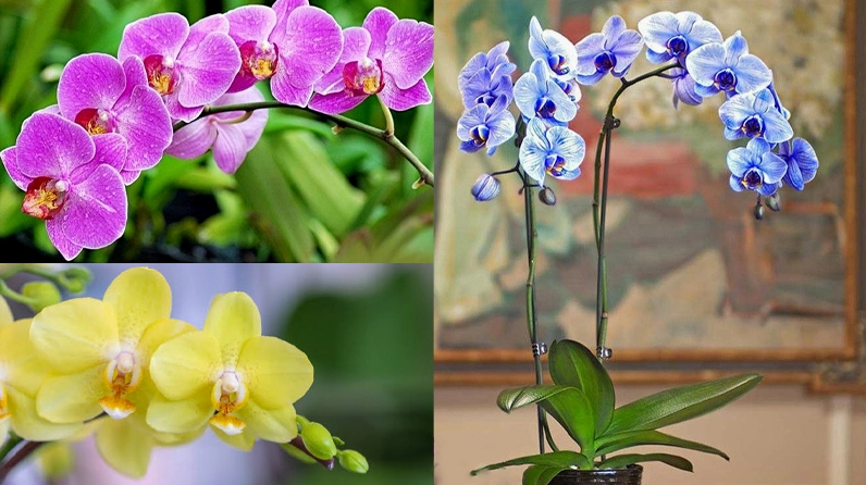 Hoa phong lan có nguồn gốc từ vùng Nam Mỹ với dáng hoa mềm và sắc thái tự nhiên