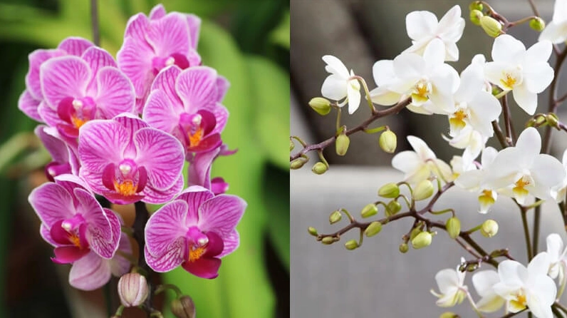 Hoa phong lan mang vẻ đẹp độc đáo với cánh hoa mềm mại và sắc màu thanh nhã