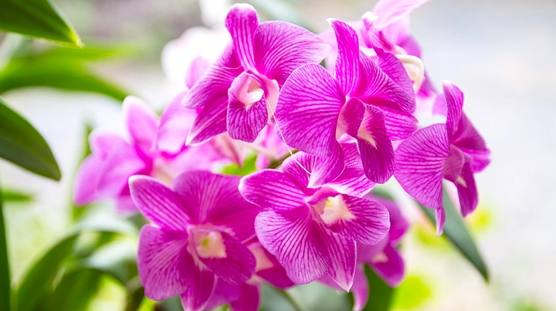 Hoa phong lan mọc thành chùm lớn với nhiều cánh hoa mềm mại bung nở duyên dáng