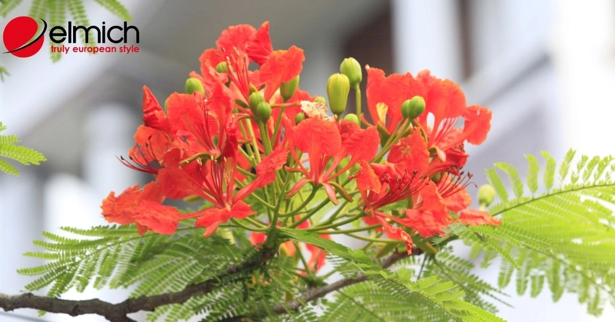 Hoa phượng vĩ đỏ thắm gắn liền với tuổi thơ và hình ảnh mùa hè Việt Nam