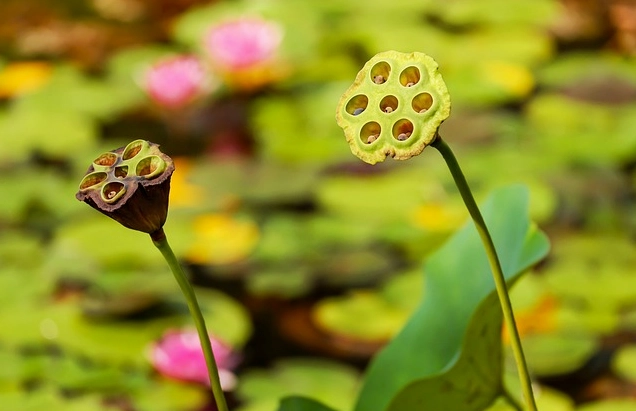 Hoa sen trắng nở thanh thoát trên mặt nước với sắc trắng mềm như mây sớm