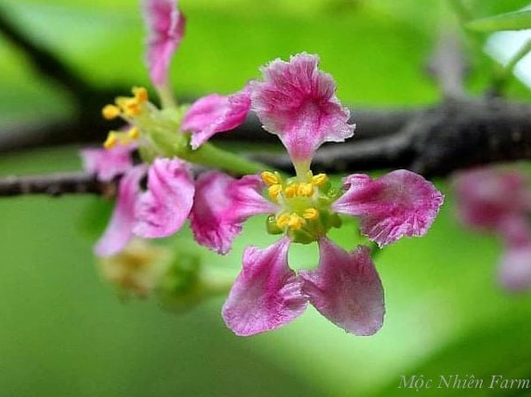 Hoa sơ ri màu hồng dịu dàng nở nhỏ xinh trên cành xanh mảnh mai