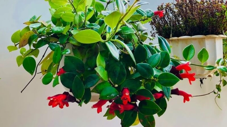 Hoa son môi đỏ rực nổi bật trong ánh nắng sớm với sắc hoa tươi sáng và đầy sức sống