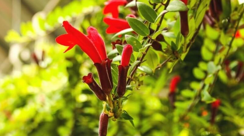 Hoa son môi nở rộ với từng cánh cong mềm và dáng hoa đầy sức sống