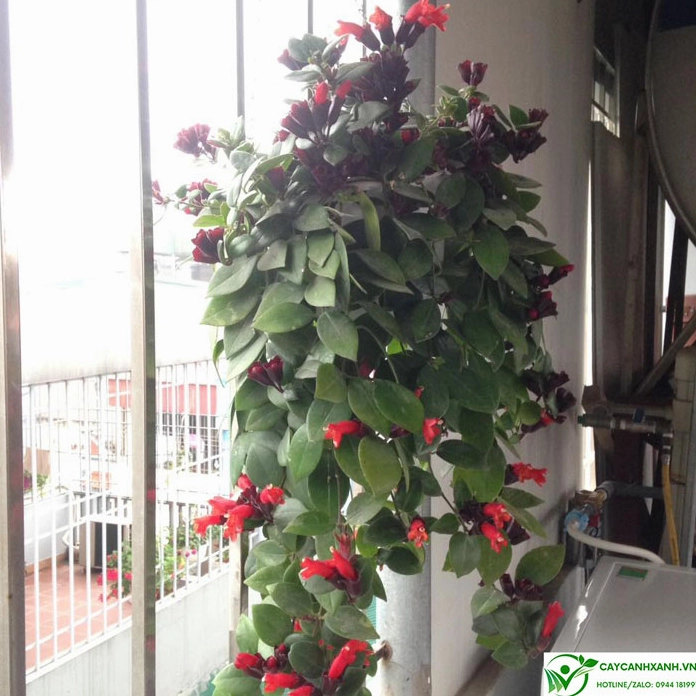 Hoa son môi treo bên cửa sổ mang vẻ đẹp tự nhiên với sắc đỏ nổi bật trên nền lá xanh