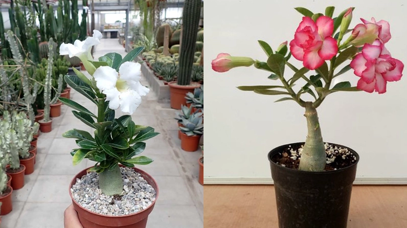 Hoa sứ chịu sáng và chịu hạn tốt phù hợp với sân vườn nhiều nắng