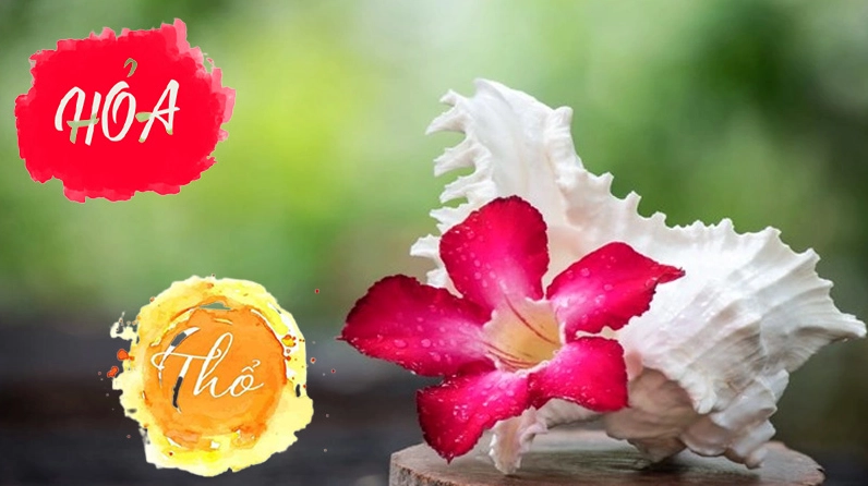 Hoa sứ hồng đỏ hợp với người mệnh Hỏa và mệnh Thổ theo quan niệm phong thủy