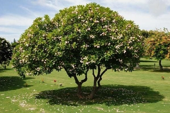 Hoa sứ nở trong khung cảnh nên thơ với cánh hoa mềm và sắc màu dịu dàng