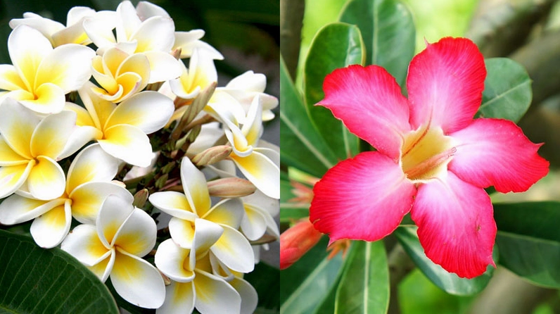 Hoa sứ trắng và hồng đỏ khoe sắc với cánh hoa mềm mại nổi bật dưới ánh sáng tự nhiên