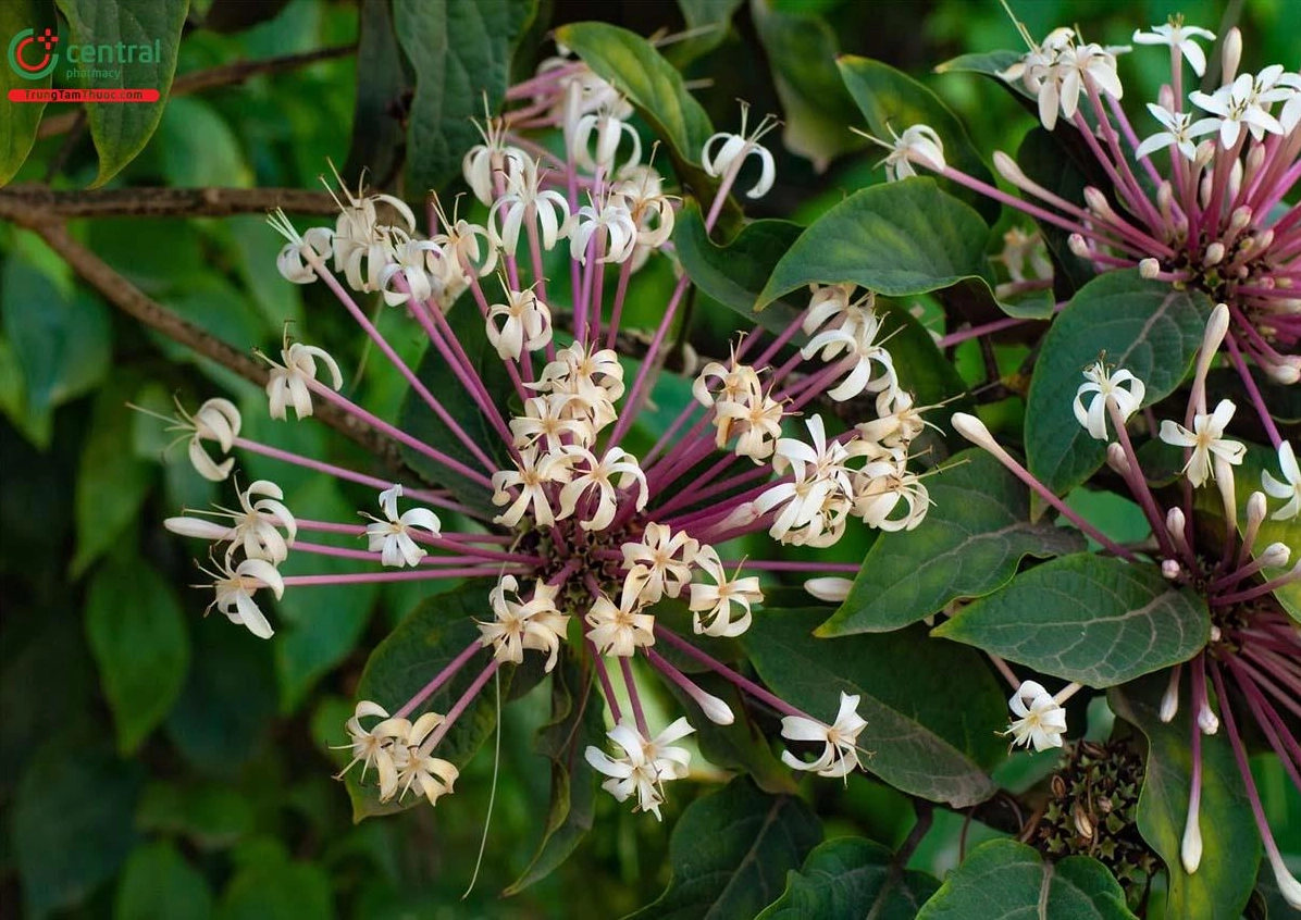 Hoa Thiên Phúc hay Pháo Hoa Clerodendrum quadriloculare bung nở rực rỡ thành cụm tròn nổi bật