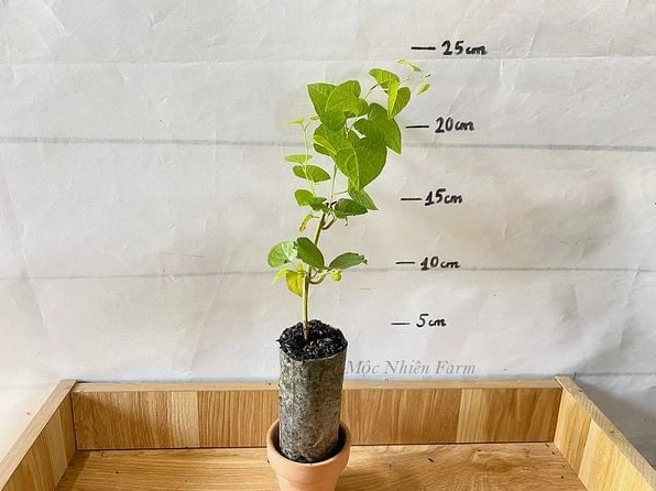 Hoa Tigon hồng rực rỡ kết thành từng chùm dày tạo điểm nhấn nổi bật giữa nền lá xanh