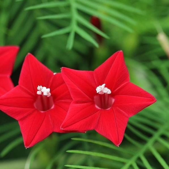 Hoa tóc tiên đỏ mang vẻ ấm áp, cánh hoa mềm và nổi bật trên nền lá xanh mướt