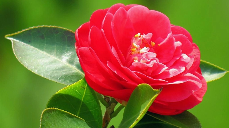 Hoa trà my khoe sắc đỏ rực với cánh hoa dày nổi bật giữa tán lá xanh