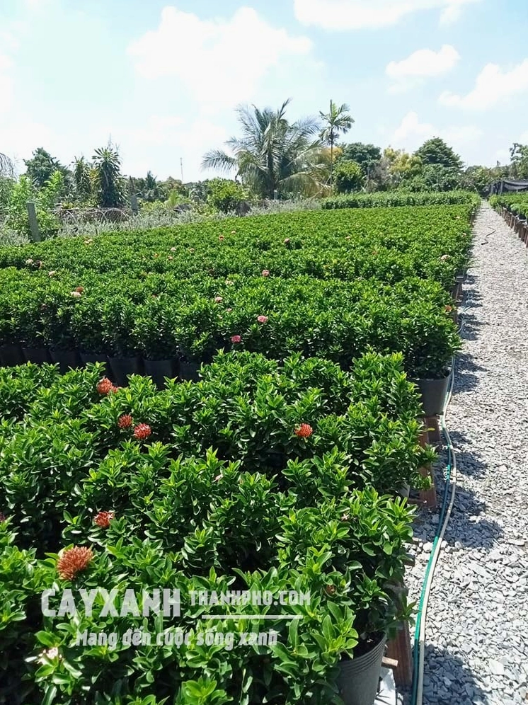 Hoa Trang nở rực rỡ với chùm hoa đỏ tươi nổi bật trên nền lá xanh