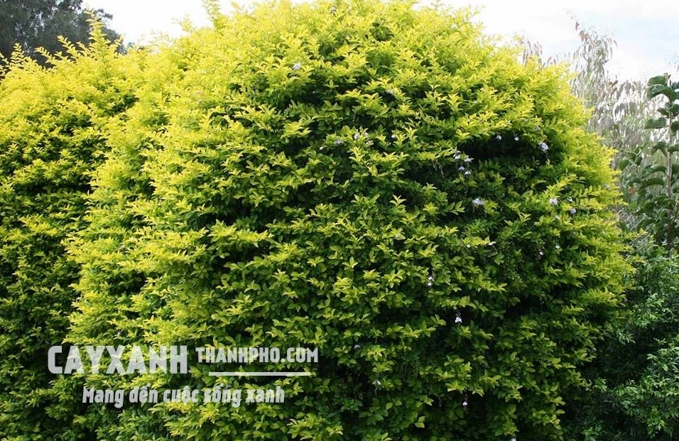 Hoa trồng bên hàng rào tạo điểm nhấn mềm mại giữa nền lá xanh của khu vườn