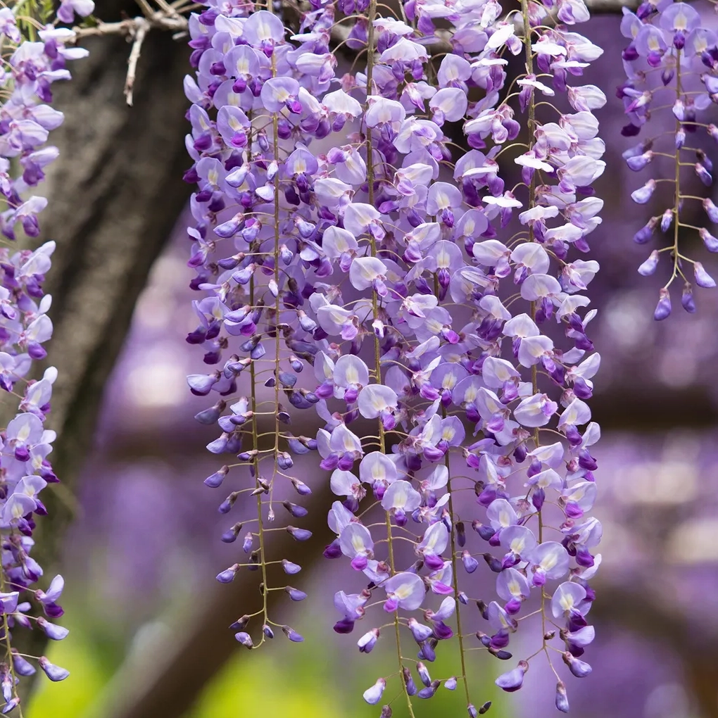 Hoa Tử Đằng Nhật Bản Wisteria Floribunda có chùm hoa dài thướt tha